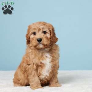 Mario, Cavapoo Puppy